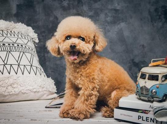 中国最受欢迎的10种狗,最受人喜爱的十种狗