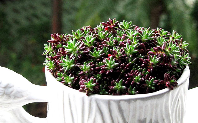 紫米粒多肉开花,紫米粒多肉怎么移盘