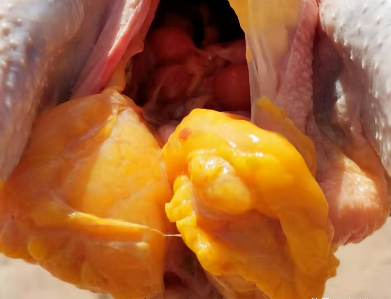 宰鸡时鸡身上的毛根部怎么去掉,鸡肚子里有一包水能不能吃