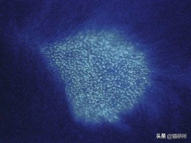 猫癣最全的药物治疗方法,如何快速的治愈猫癣