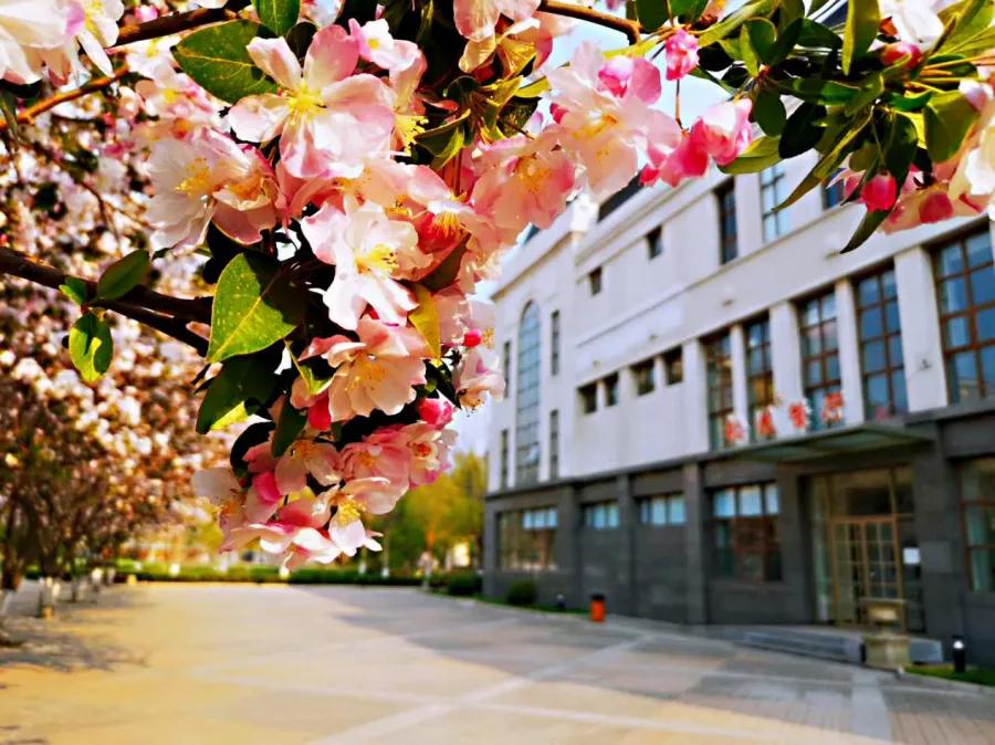 科德学院计划外本科,科德计划外本科入的什么学籍