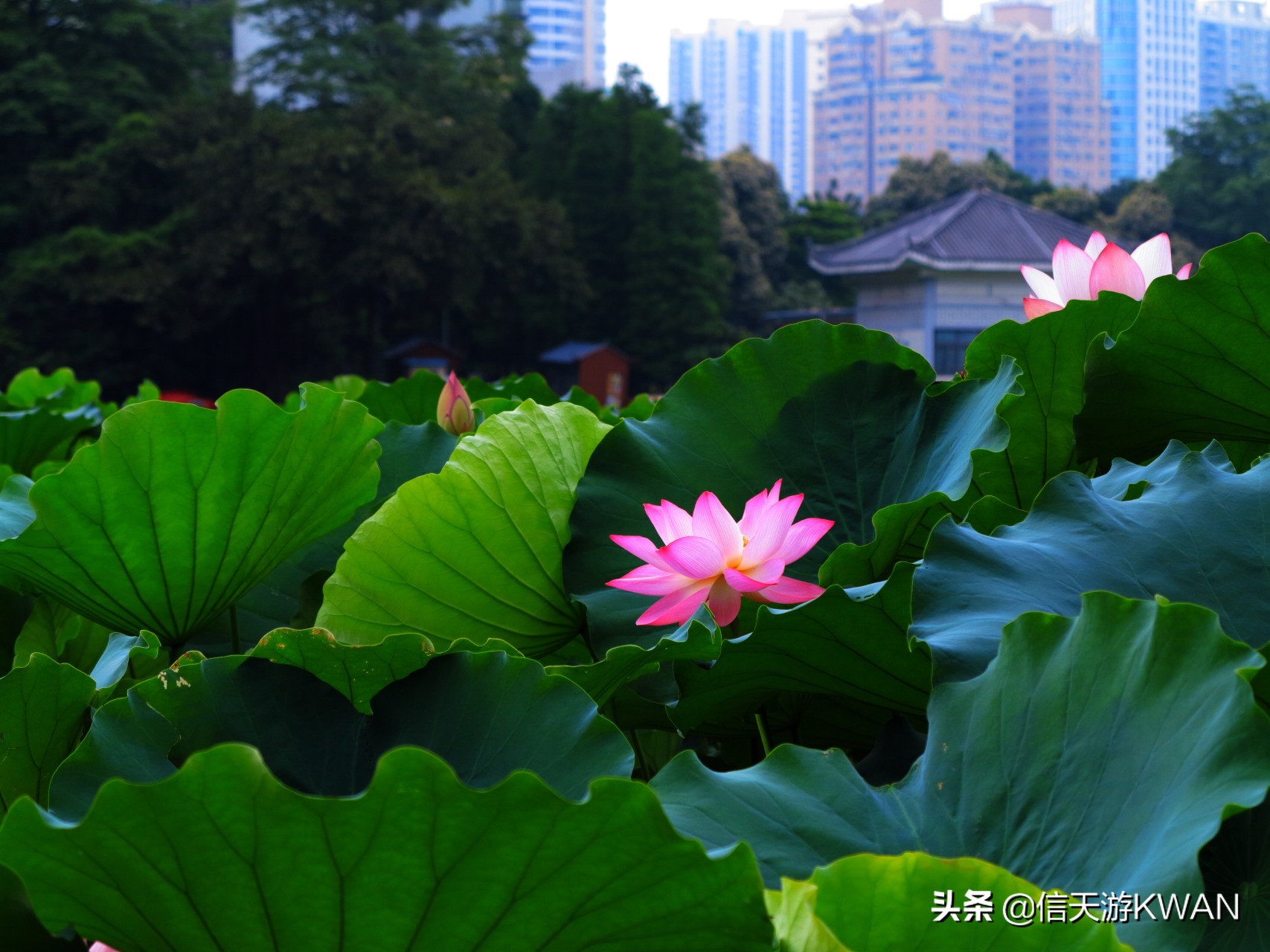 澶忚嚦宸茶嚦鑽疯姳鏅偣 (澶忚嚦宸茶嚦閭ｅ氨蹇樺嵈鐐庣儹鍘昏祻鑺卞惂)