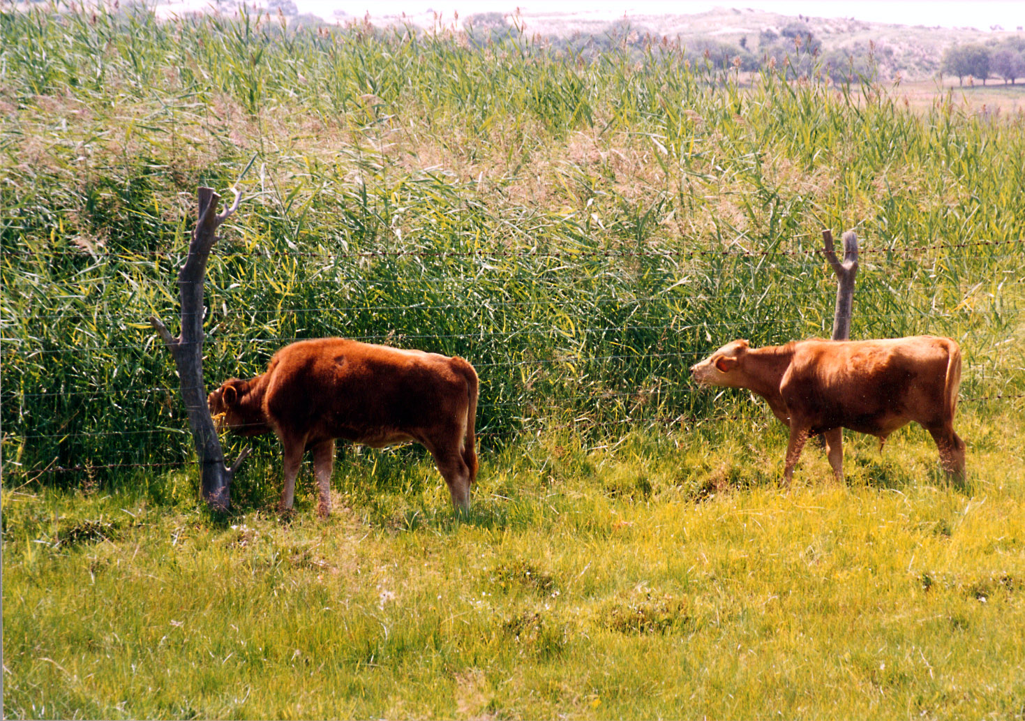 高效生态农业规模化,高效生态农业项目简介
