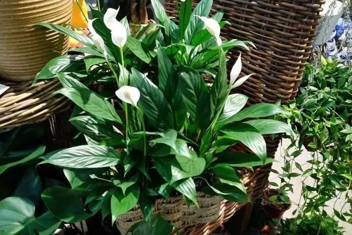 能吸甲醛的植物花卉,吸甲醛的十大植物有哪些