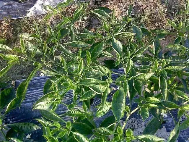 为什么种的辣椒越来越蔫,辣椒种植管理技术辣椒卷叶