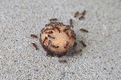 棕熊吃什么食物为主,棕熊吃什么肉