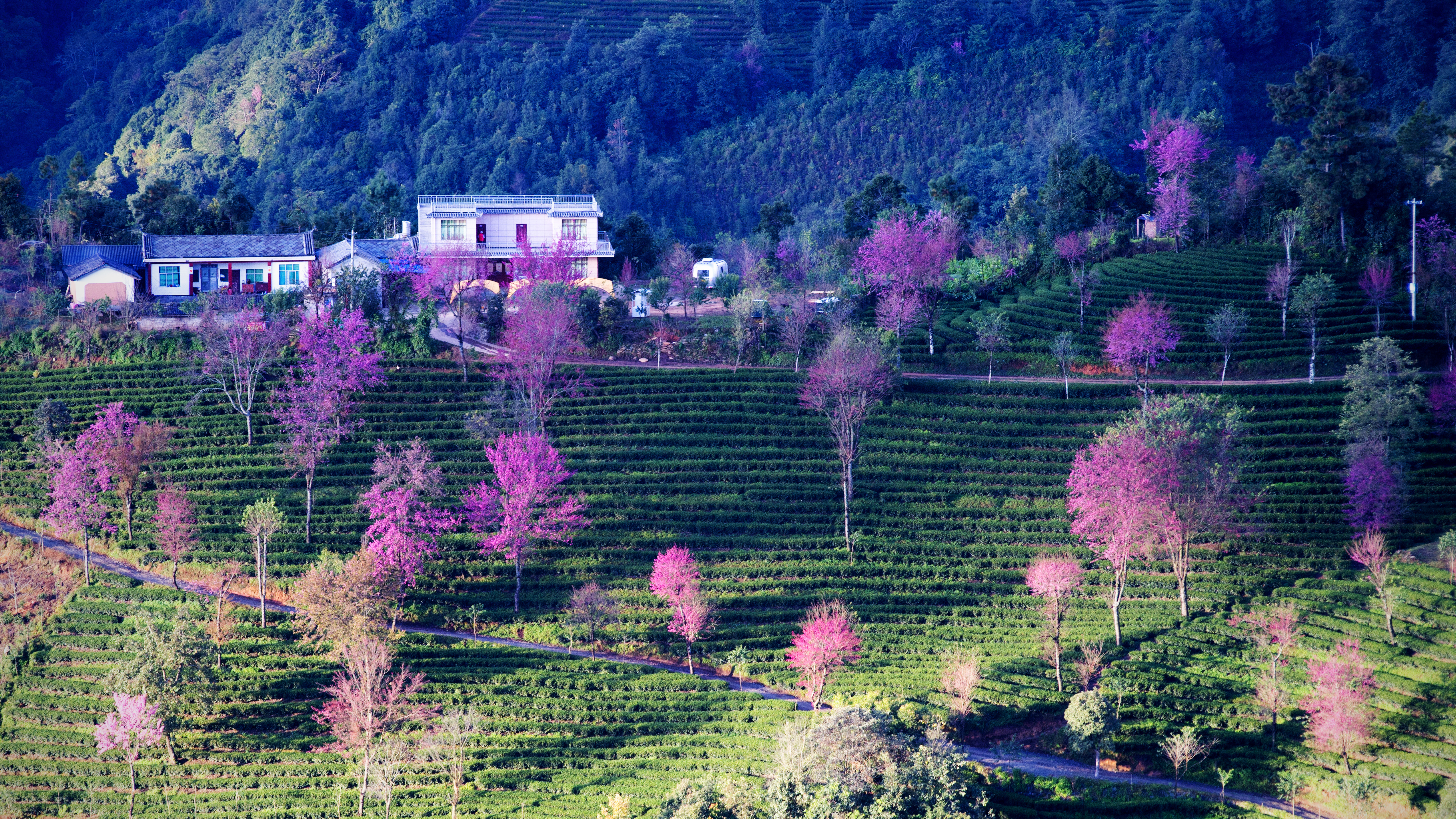 2023腾冲看银杏最佳时间,腾冲看银杏树旅游攻略