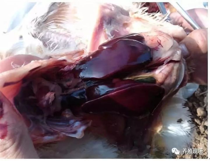 养鸡场霉菌的危害,鸡场霉菌毒素