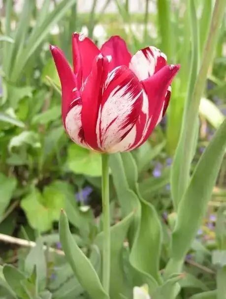 世界十大花卉排行榜名单,世界十大名贵花草