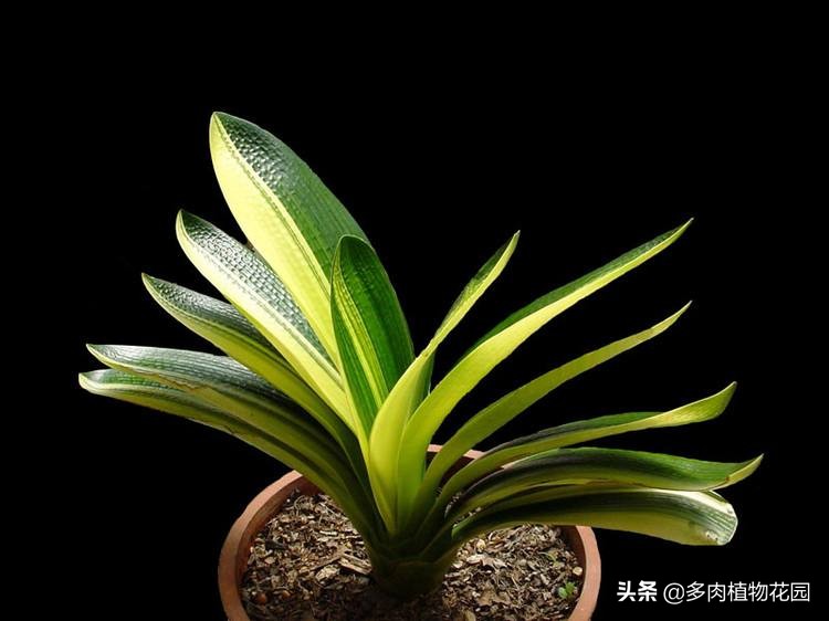 君子兰问题及解决办法,君子兰烂根了栽到河沙里怎么养护