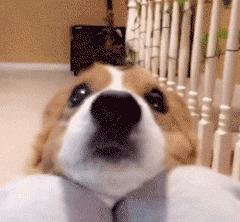 让狗狗伤心的8件事,对狗狗做哪7件事狗狗会更加高兴