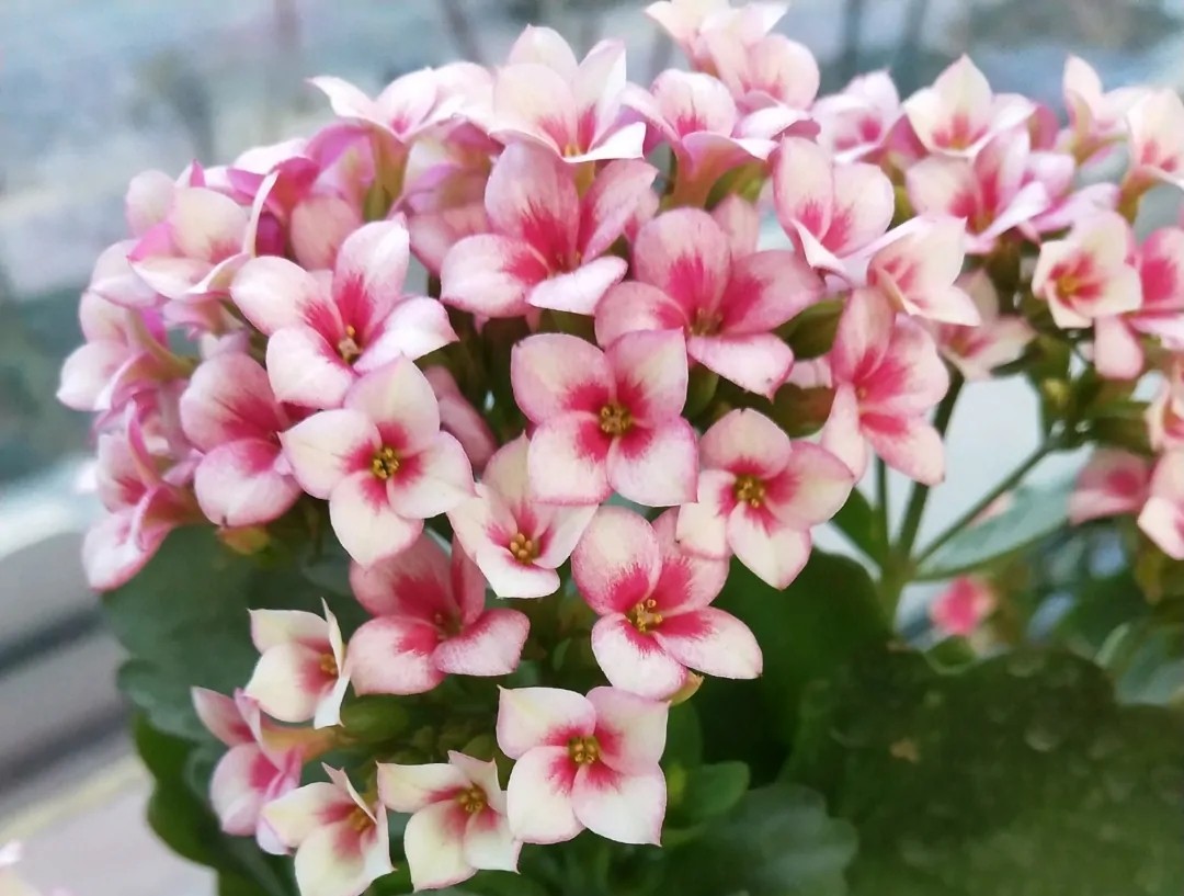 单瓣长寿花品种大全图,长寿花单瓣最好看的品种