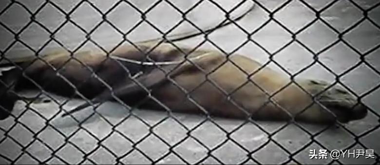 1998年美国海岸大批生物突发异样，专家共同侦查，真凶竟是天气