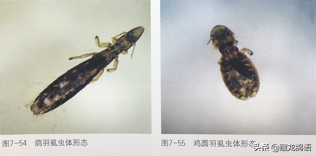 操作绝不输当代—看老一辈面对鸽病时如何止损