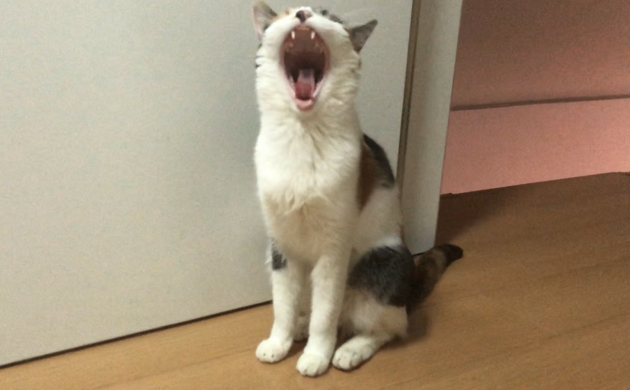 成年猫咪挑食不吃猫粮怎么纠正,猫咪挑食不吃猫粮怎么纠正呢