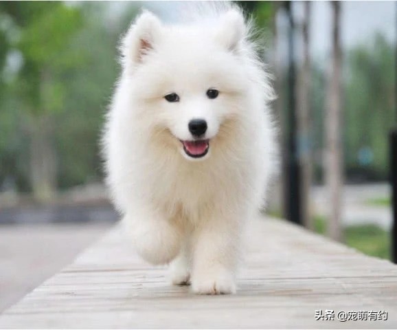 挑选萨摩耶尾巴,挑选萨摩耶幼崽