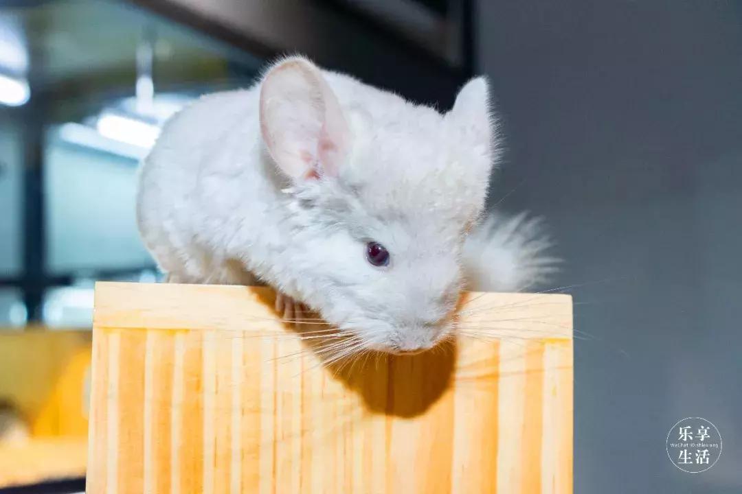 39.9元羊驼,羊驼门票抖音团购