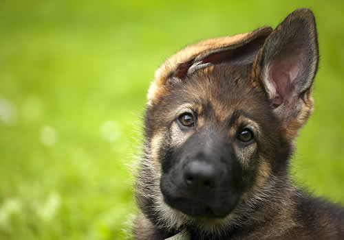 七个多月的德牧不立耳怎么办,4个月德牧没立耳正常么