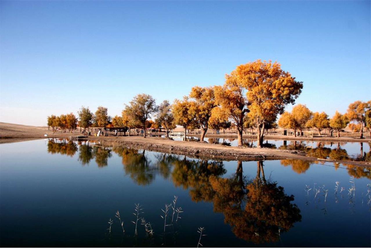 塔里木河沙漠绿洲,尉犁塔里木胡杨林自然保护区