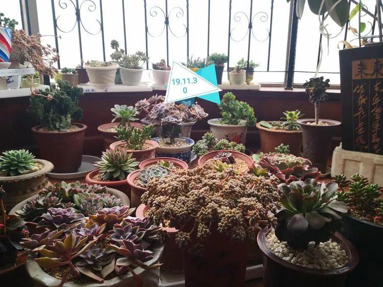 最美的20种多肉,15种最美的多肉