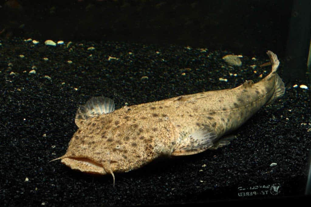 冷门高端观赏鱼有哪些鱼,比较好养的冷门观赏鱼小鱼