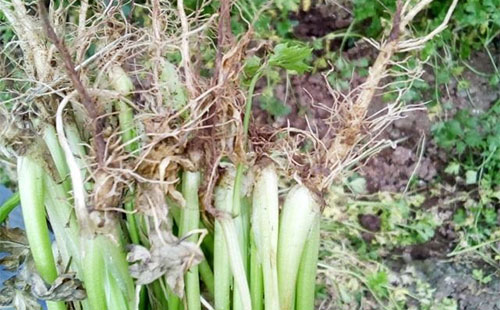 芹菜治腐根的方法,芹菜死根烂苗根腐病用什么药