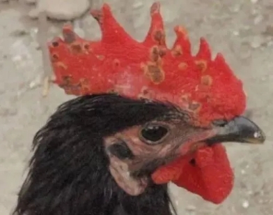 鸡得了鸡痘能自愈吗,鸡痘的解决方法