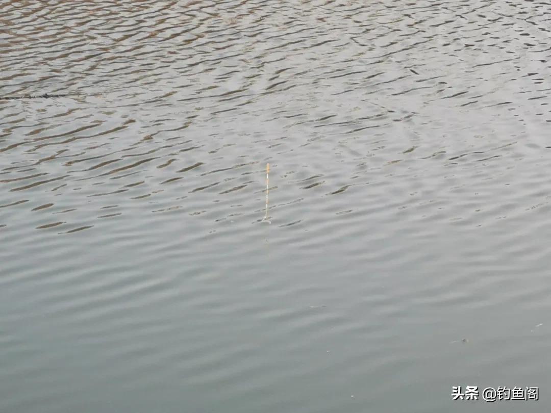 鱼不吃东西怎么办啊,夏季窝料打多了鱼不吃饵怎么办