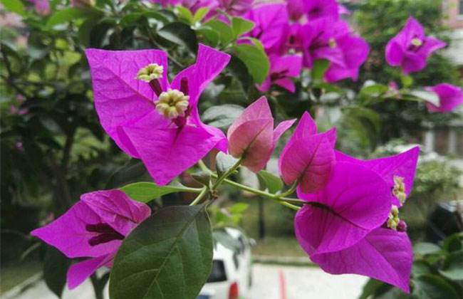 三角梅10大勤花品种，不用控水，一年到头有开不完的花