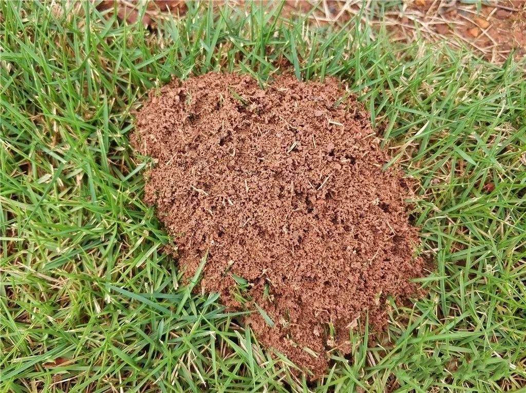 红火蚁外来物种,红火蚁密密麻麻