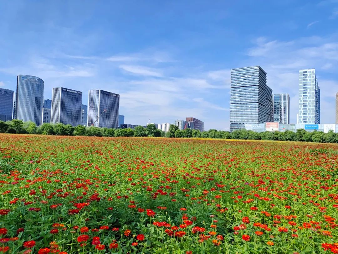 太美的花海,余杭千里花海