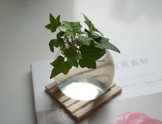 水培常春藤方法和注意事项有哪些,常春藤土培转水培怎么种