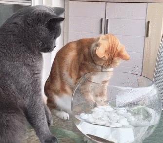 瀹犵埍鍥介檯鍔ㄧ墿鍖婚櫌闄㈣,瀹犵埍鍥介檯鍔ㄧ墿鍖婚櫌浣撳唴椹辫櫕