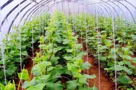 一浇水就没虫!真的吗?智能缓控释颗粒,向您推荐的五大理由