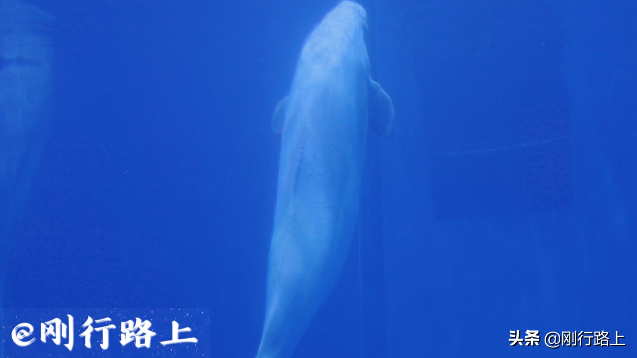 青岛海昌极地海洋世界深海探险,青岛海昌极地海洋世界景点视频