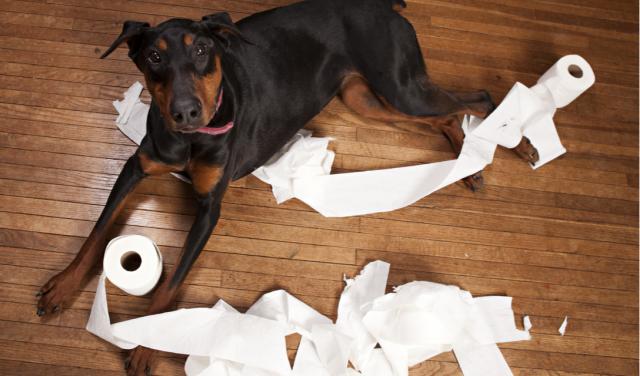 怎么通过狗狗粪便判断腹泻原因,狗狗腹泻最快缓解方法是什么