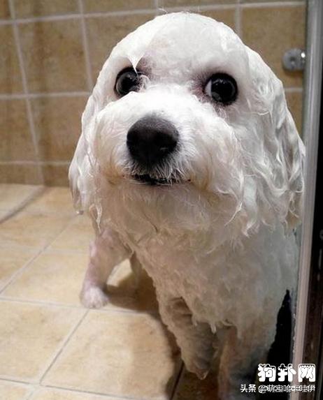 比熊犬特别臭怎么办,比熊犬身上臭味怎么办