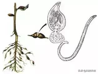 我家有“粪”不用再花钱买有机肥？对不起，你的灾难要来了