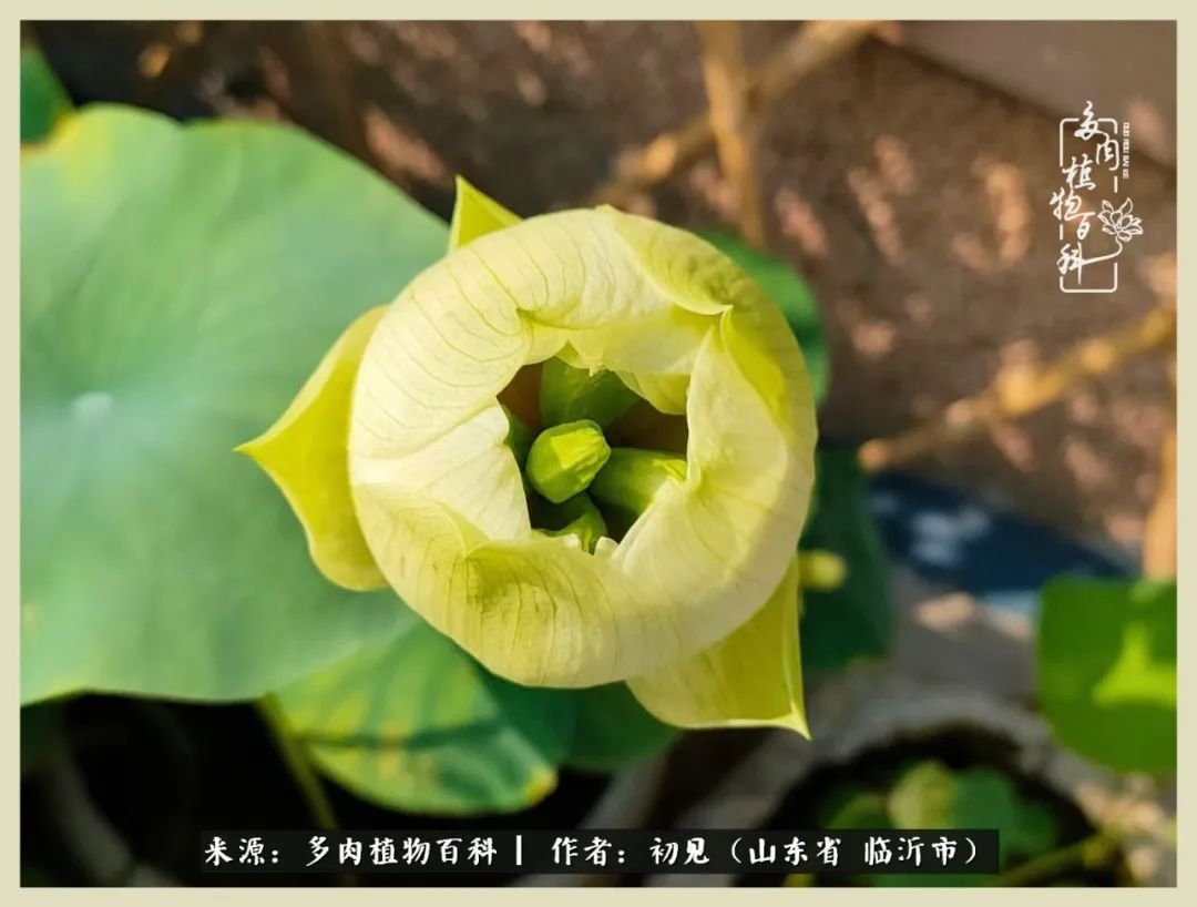 和多肉植物相伴,和多肉相处的心情