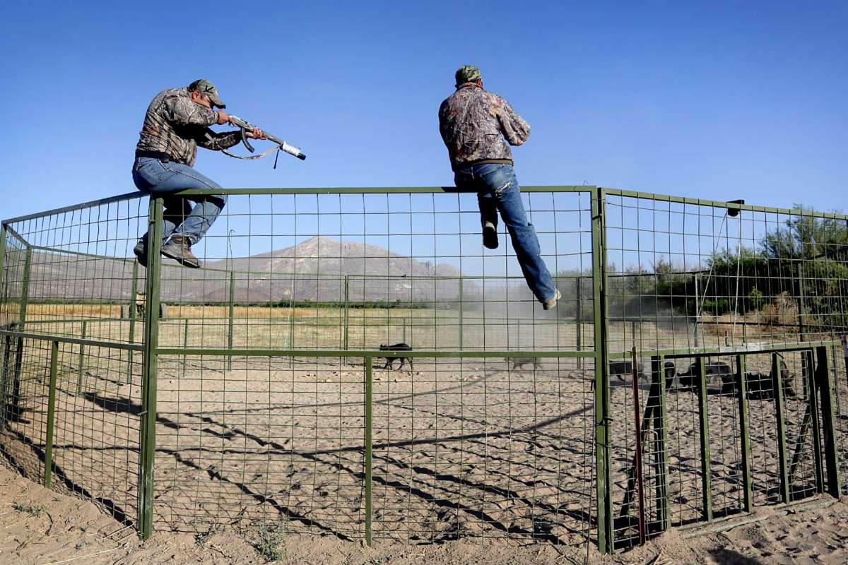 美国野猪泛滥成灾的真实原因,野猪泛滥成灾了家猪攻击野猪