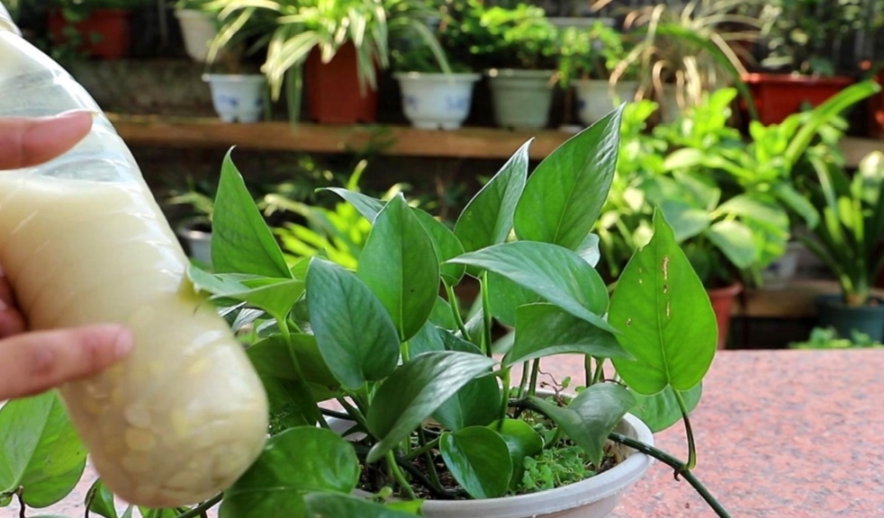 绿萝浇什么水长得比较茂盛,绿萝浇什么水才能长得更旺盛