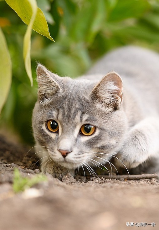 尼康z85mmf1.8s人像作品,尼康镜头24-70f2.8e与2.8g区别