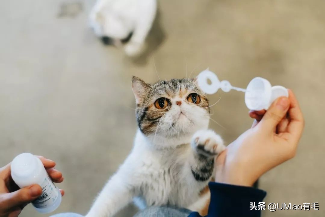 我们败了两款新型“猫*品毒**”孝敬主子，你猜哪种比较受猫欢迎？