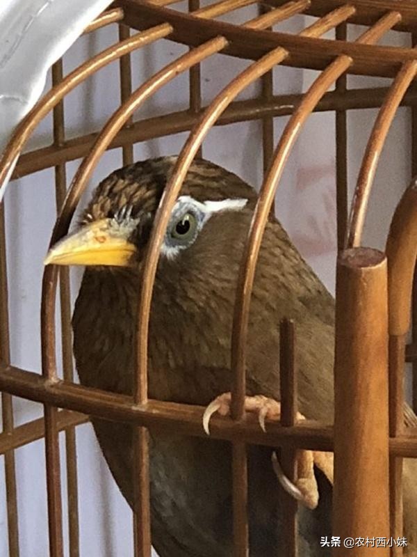 画眉鸟好坏,画眉鸟好鸟的特点图