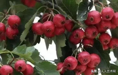 诸城简介,诸城是什么样的图片