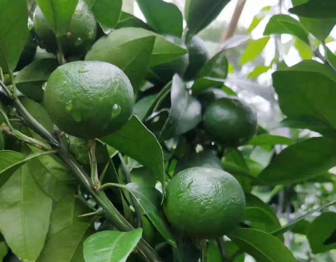 怎样抑制柑橘幼树开花,柑橘幼树开花太多怎么办