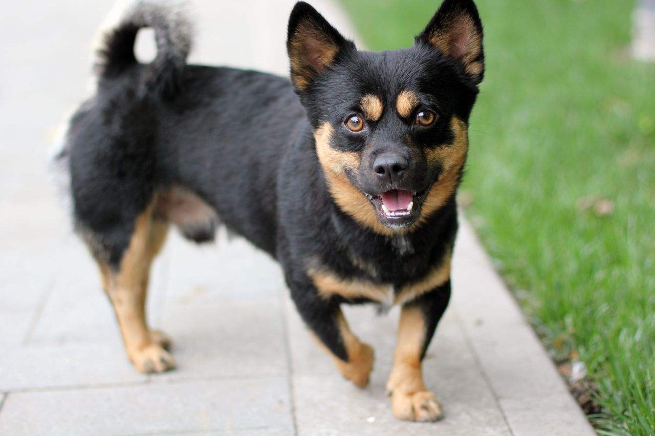 狗狗吠叫怎么让它安静,狗狗晚上叫人怎么办