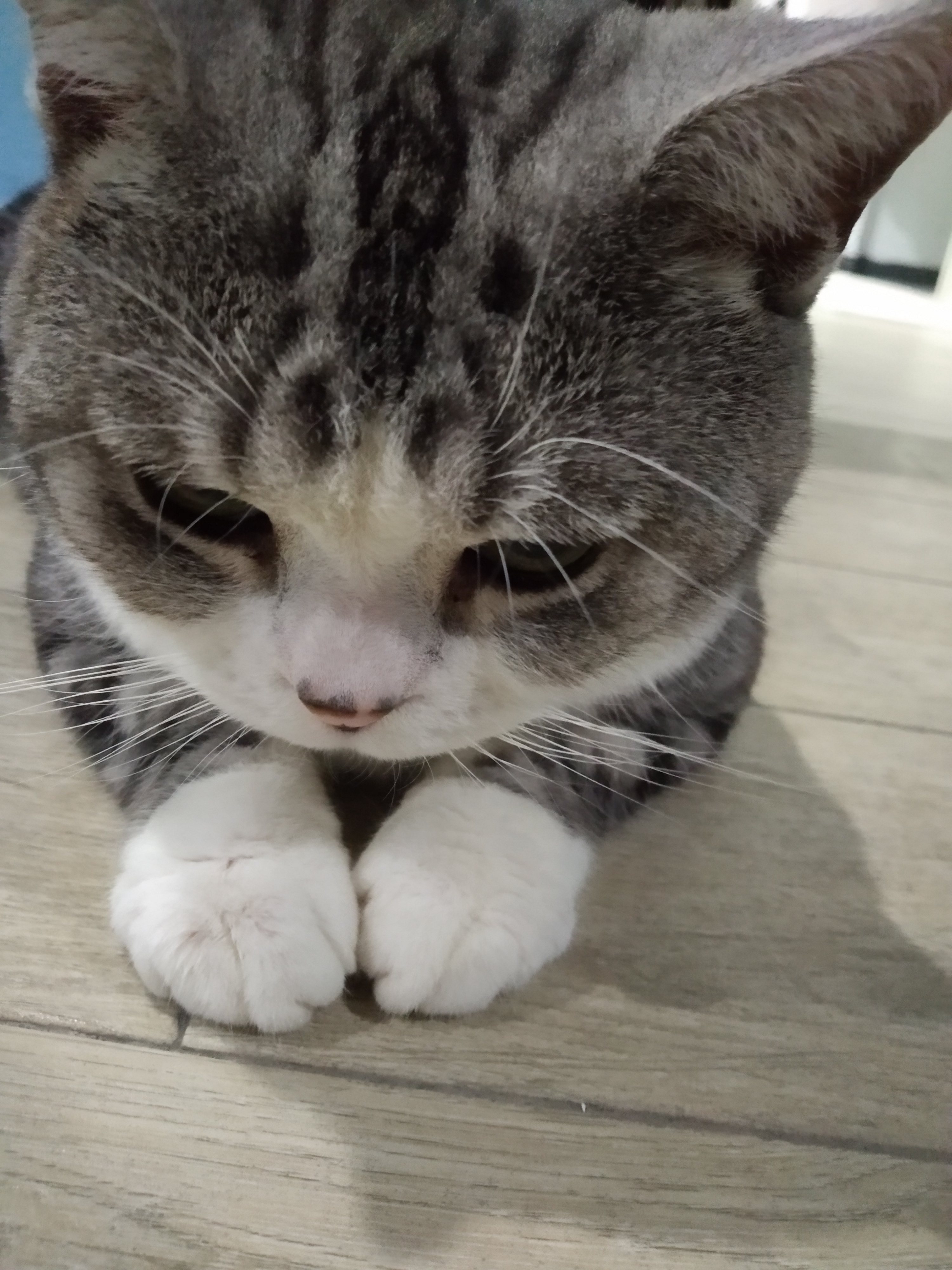 别再这样养猫了新手养猫10大误区,养猫人必须知道的十条养猫知识