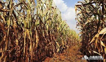 白鹿原中的风土人情,白鹿原上的生活记忆