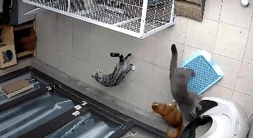 小佩自动猫砂盆卡住怎么处理,猫咪被猫砂盆卡住了怎么办